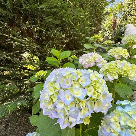 Bar Restaurant Real Hotel Bajram Curri